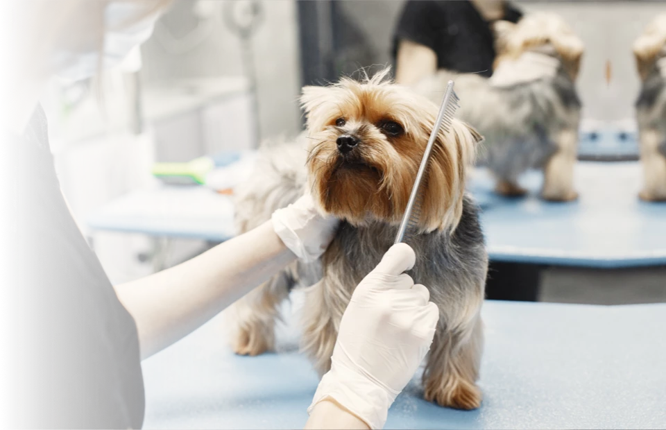 Pet Care & Grooming